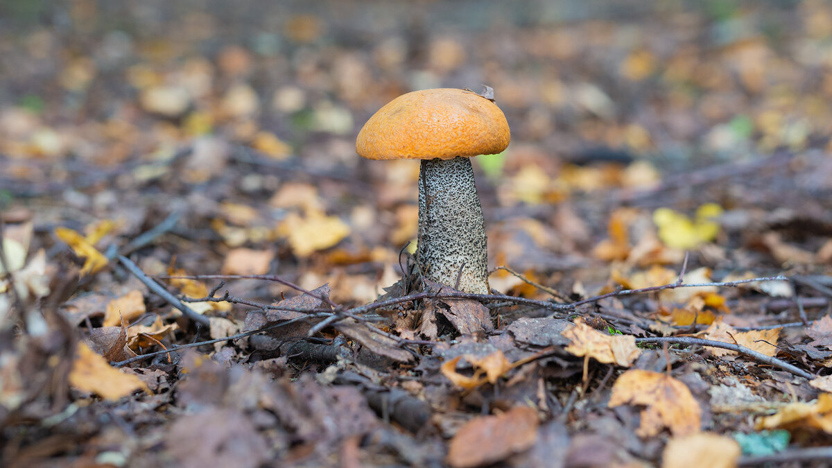 Подосиновик - Владимир Кириченко  wlad113