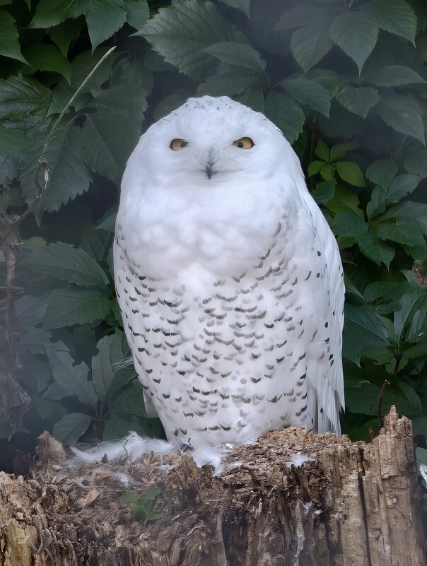 Белая сова - <<< Наташа >>>