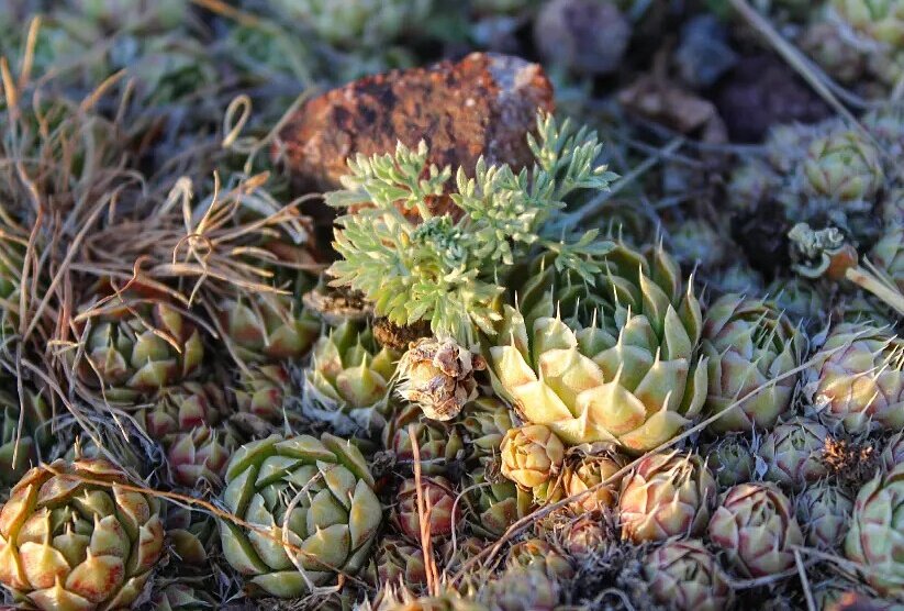 Горная картинка - Георгиевич 