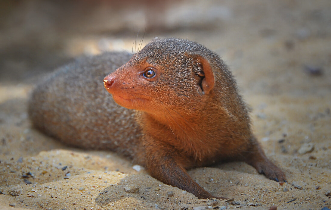 Рики-тики-тави - Ирина С Рики-тики-тави - Ирина С