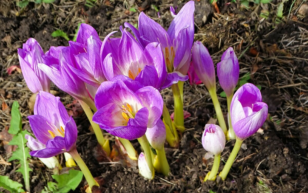 Безвременники на городской клумбе. - Милешкин Владимир Алексеевич 