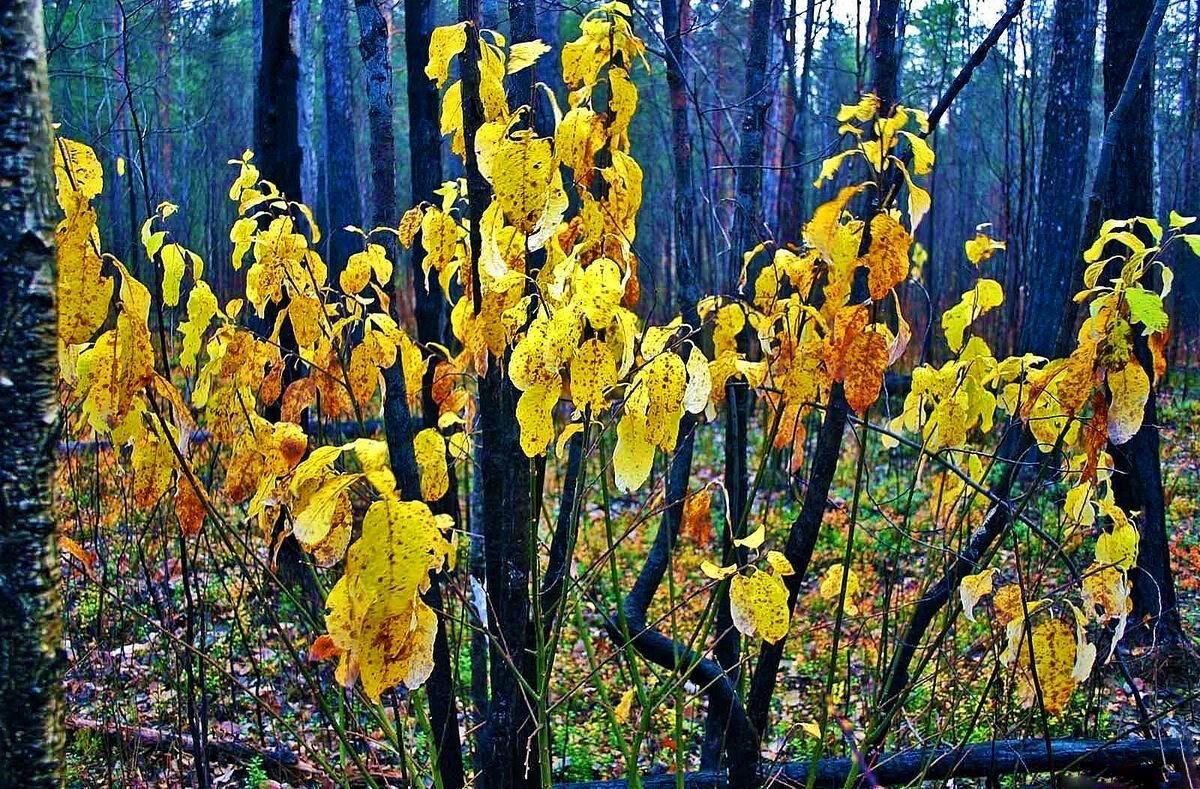 Октябрь...Пора увядания! - Владимир 