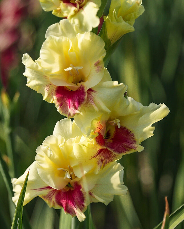 Гладиолус - Анатолий Шумилин