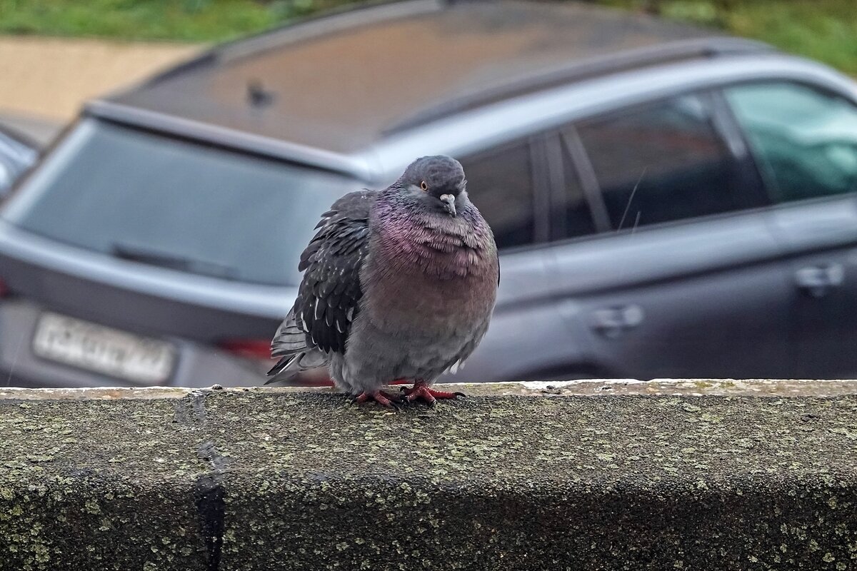 Похолодало - Валерий Иванович