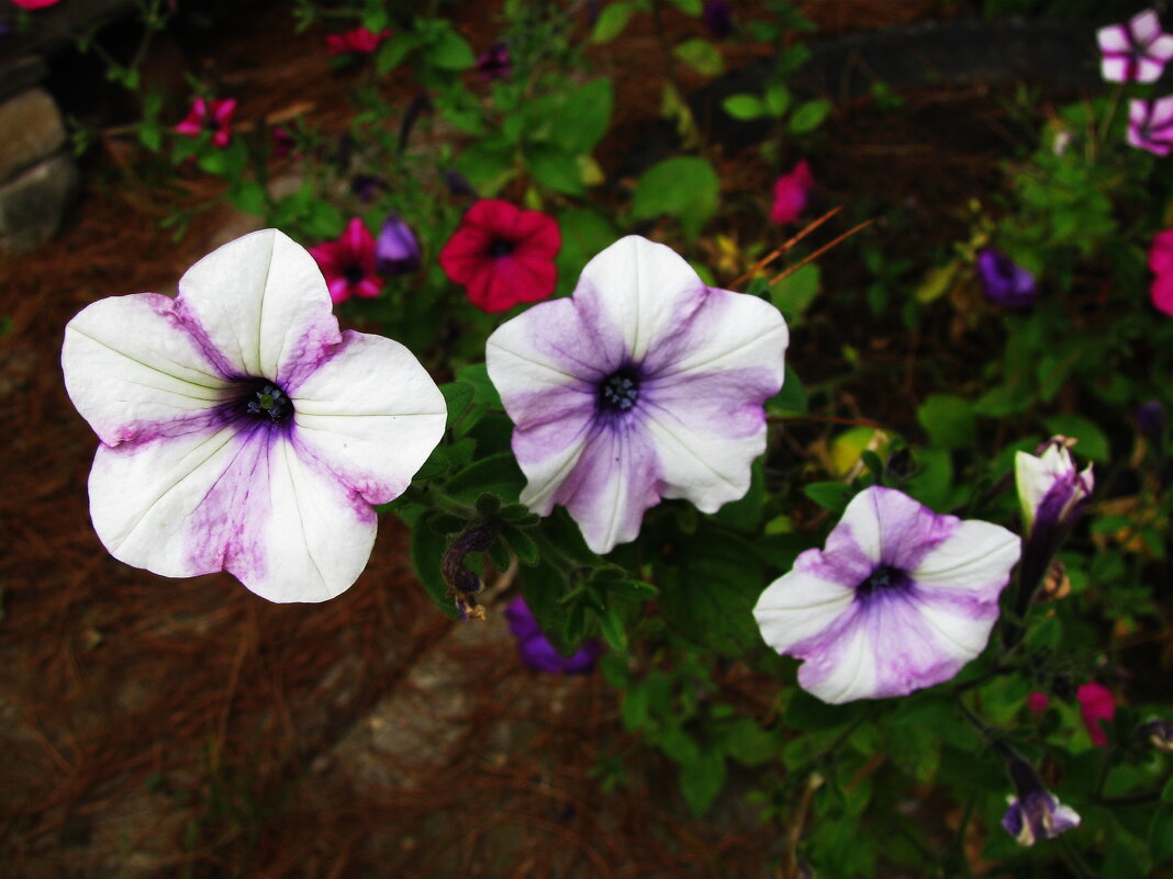 Такие разные петунии - Людмила Смородинская