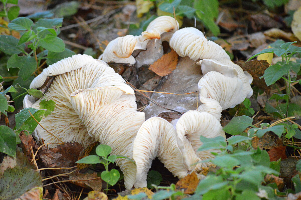 Гриб-великан - Татьяна Лютаева