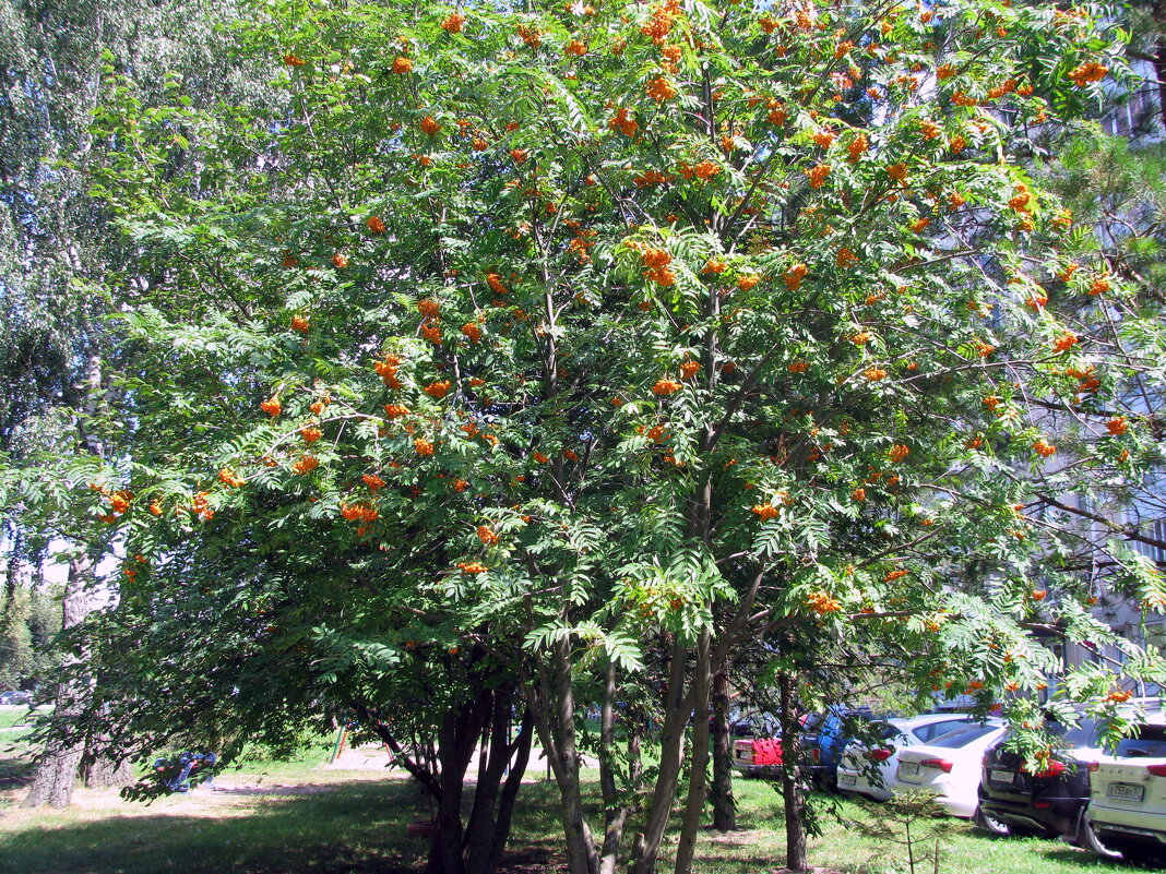 Рябина. - Владимир Драгунский