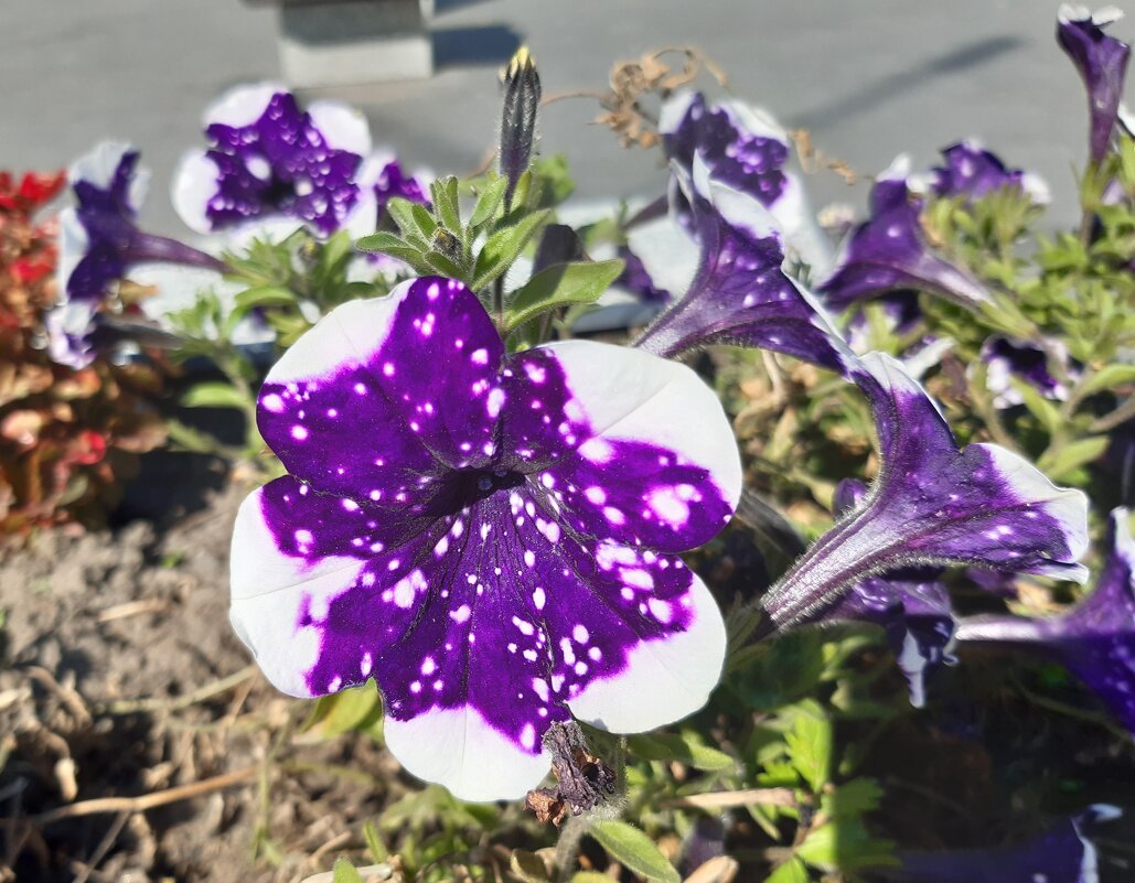 Городские цветы осенью - Галина Минчук Городские цветы осенью - Галина Минчук