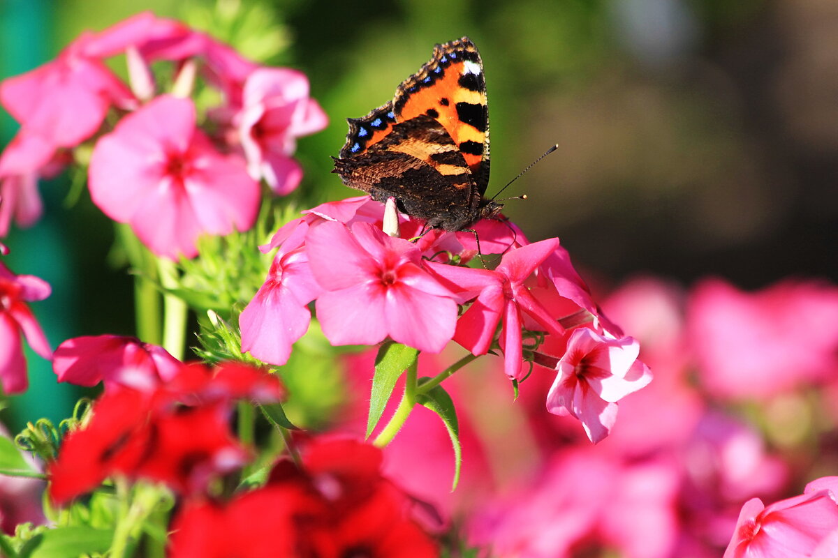 Бабочка на цветке - Александр Щеклеин