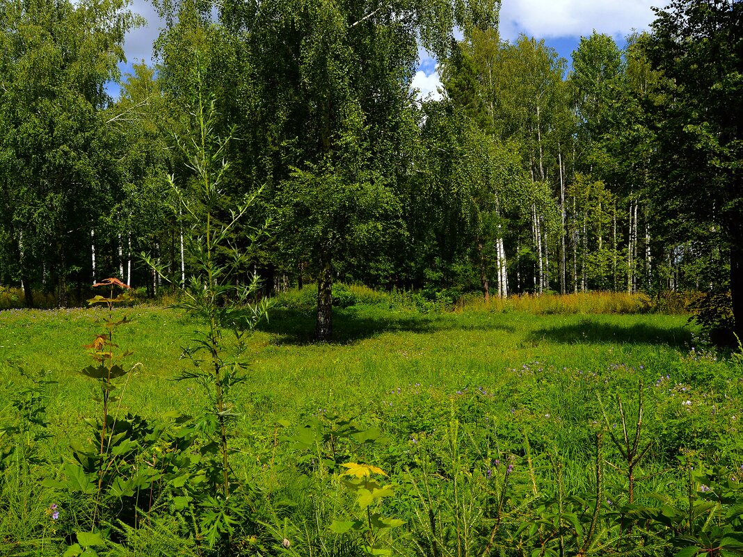 Чебоксары. Берёзки Ботанического сада. - Пётр Чернега