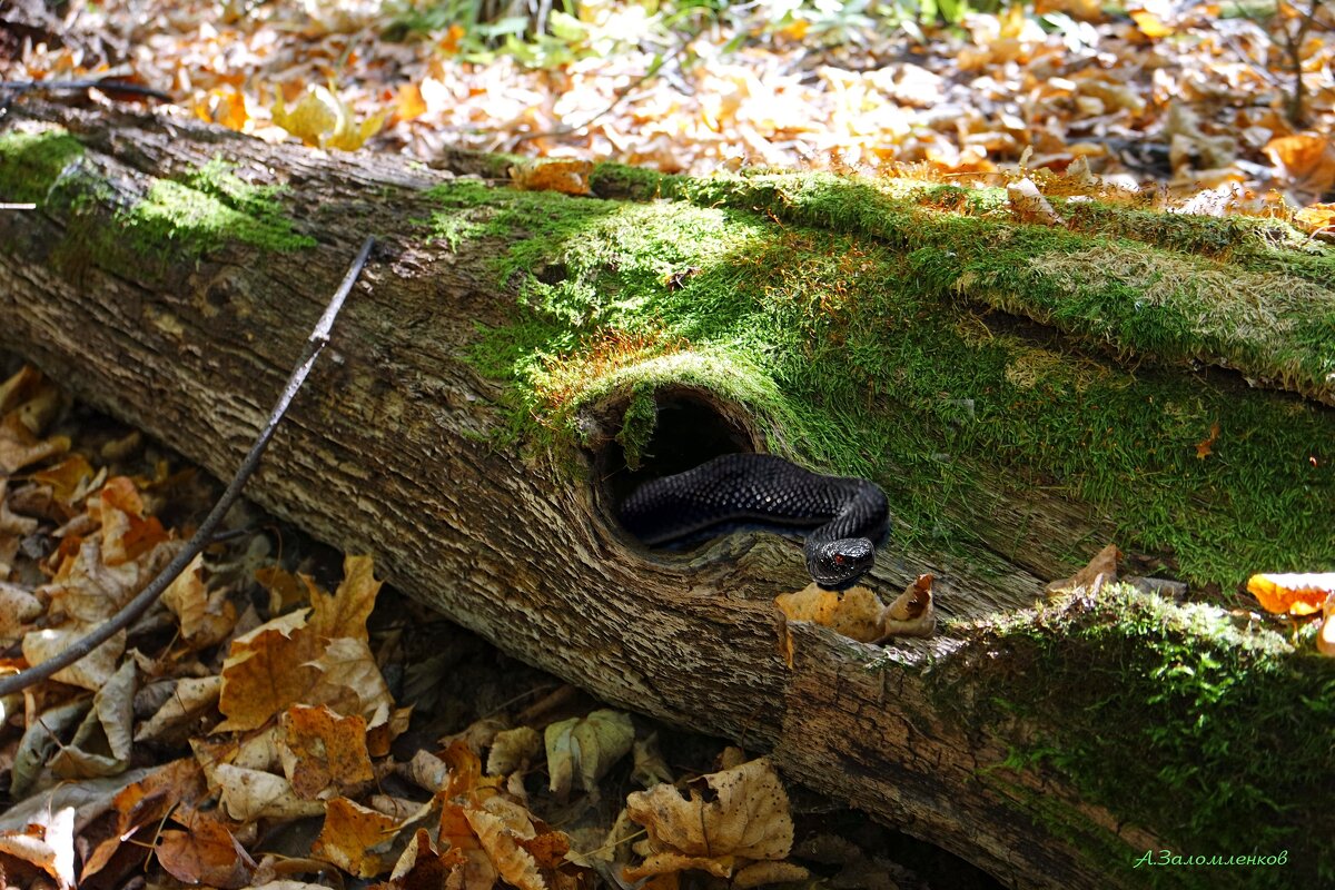 Извините, был неправ, уже ухожу!... - Андрей Заломленков