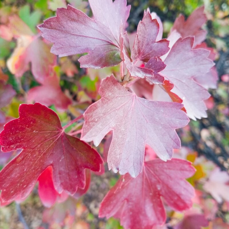 Осеннее - Елена Семигина