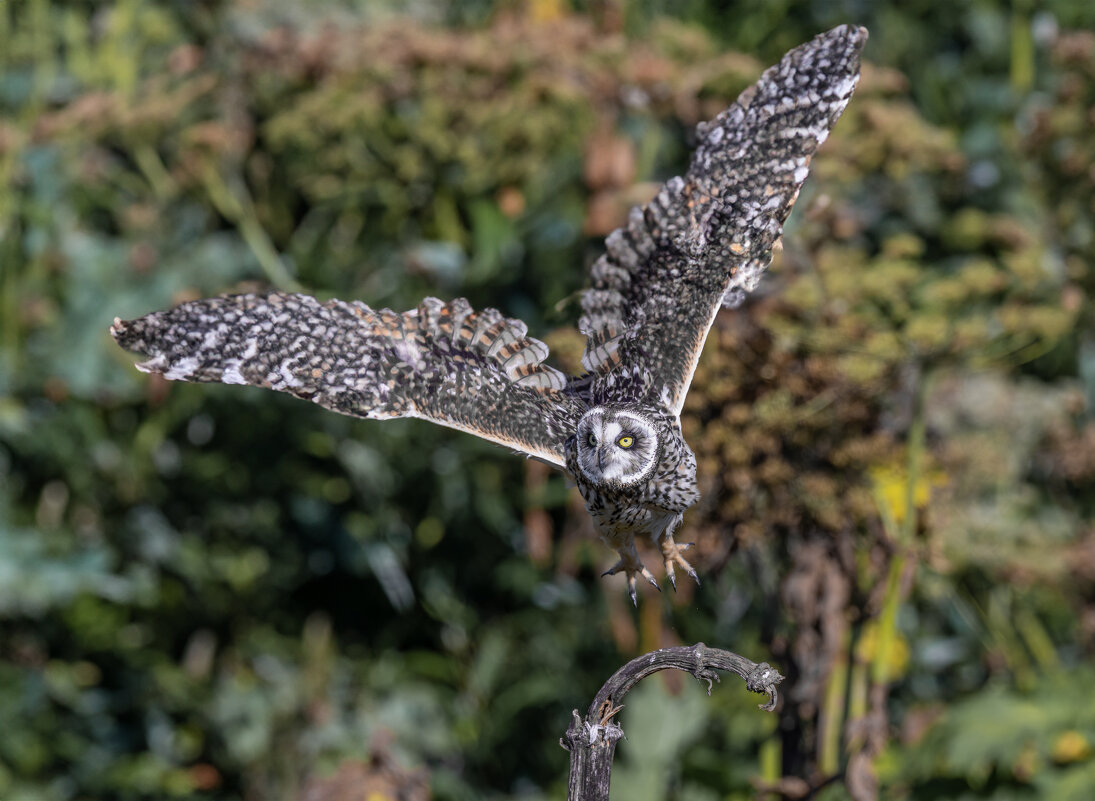 сова болотная - юрий макаров