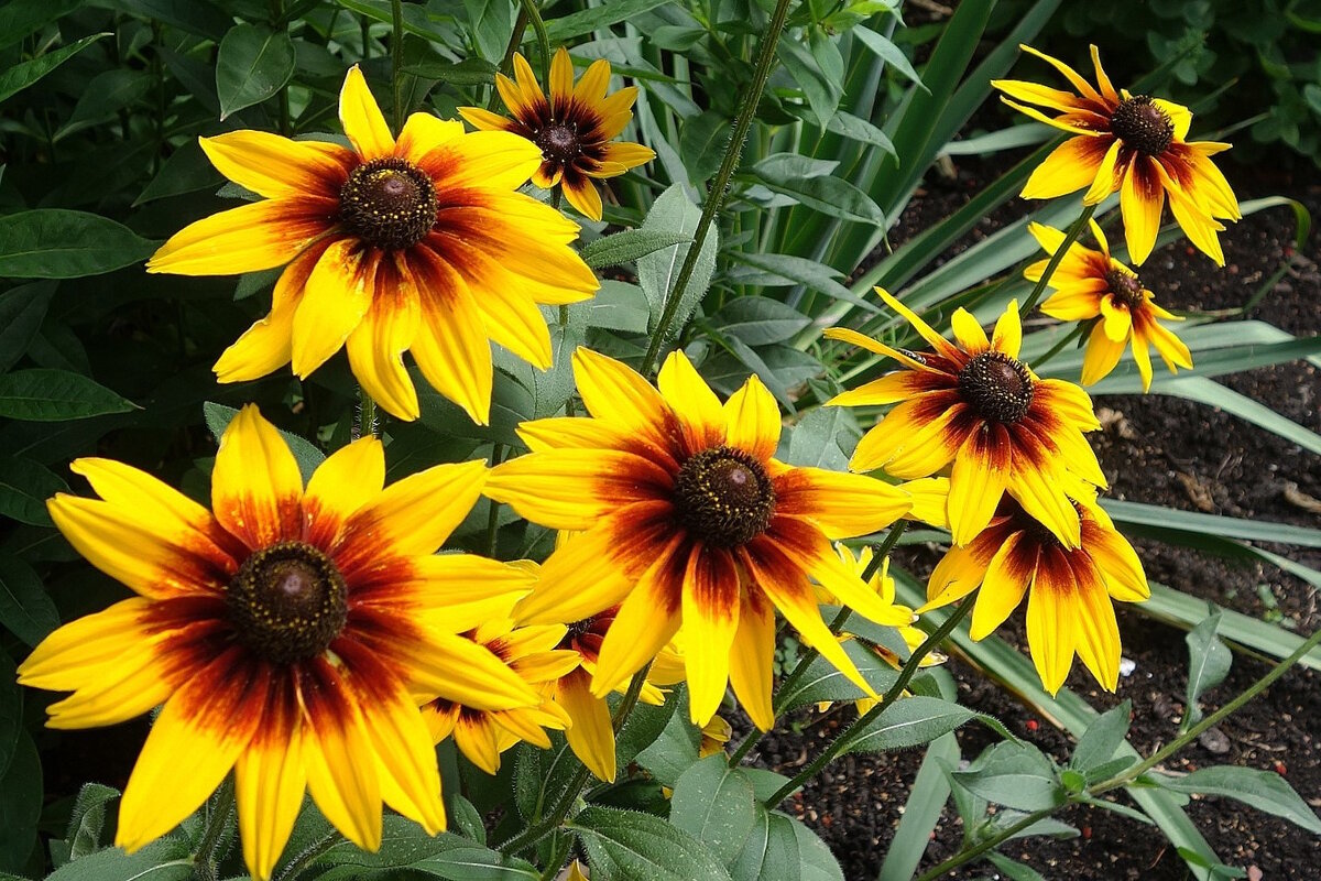 Рудбекия - Рита Симонова