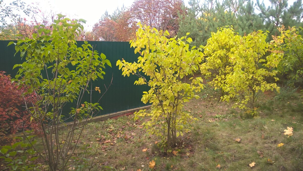 Осенью в с.Заворово - Елена Семигина