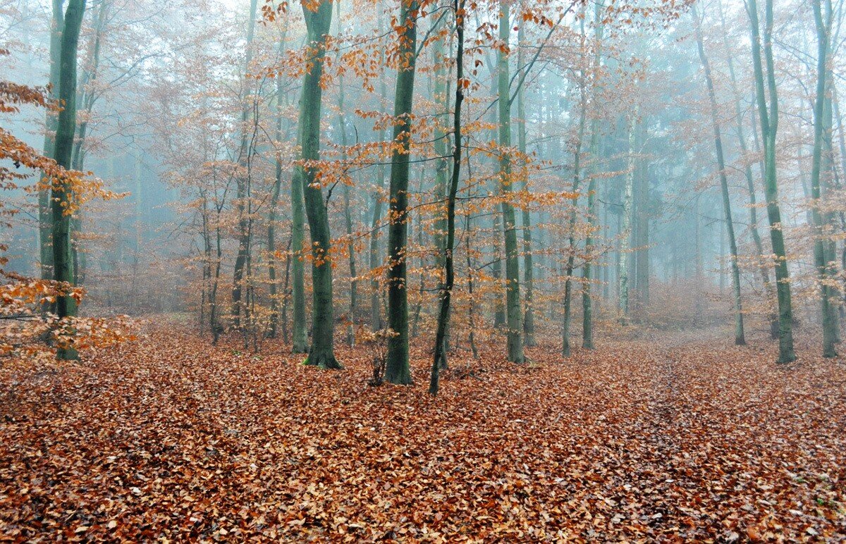 Золото осени - Галина Шеина-Мюльдорфер