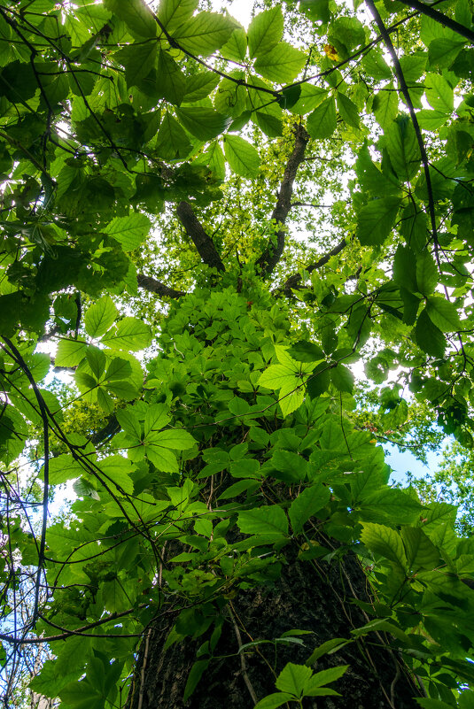 В летнем наряде - Наталья Димова В летнем наряде - Наталья Димова