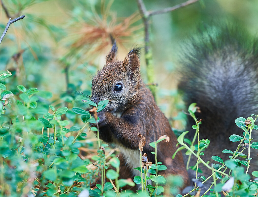 Тундровая белка - Игорь Шабалин
