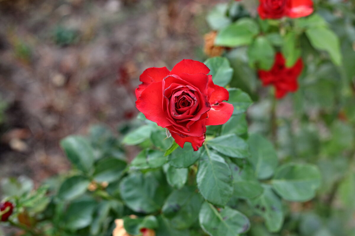 Осенние Розы. - Сергей 