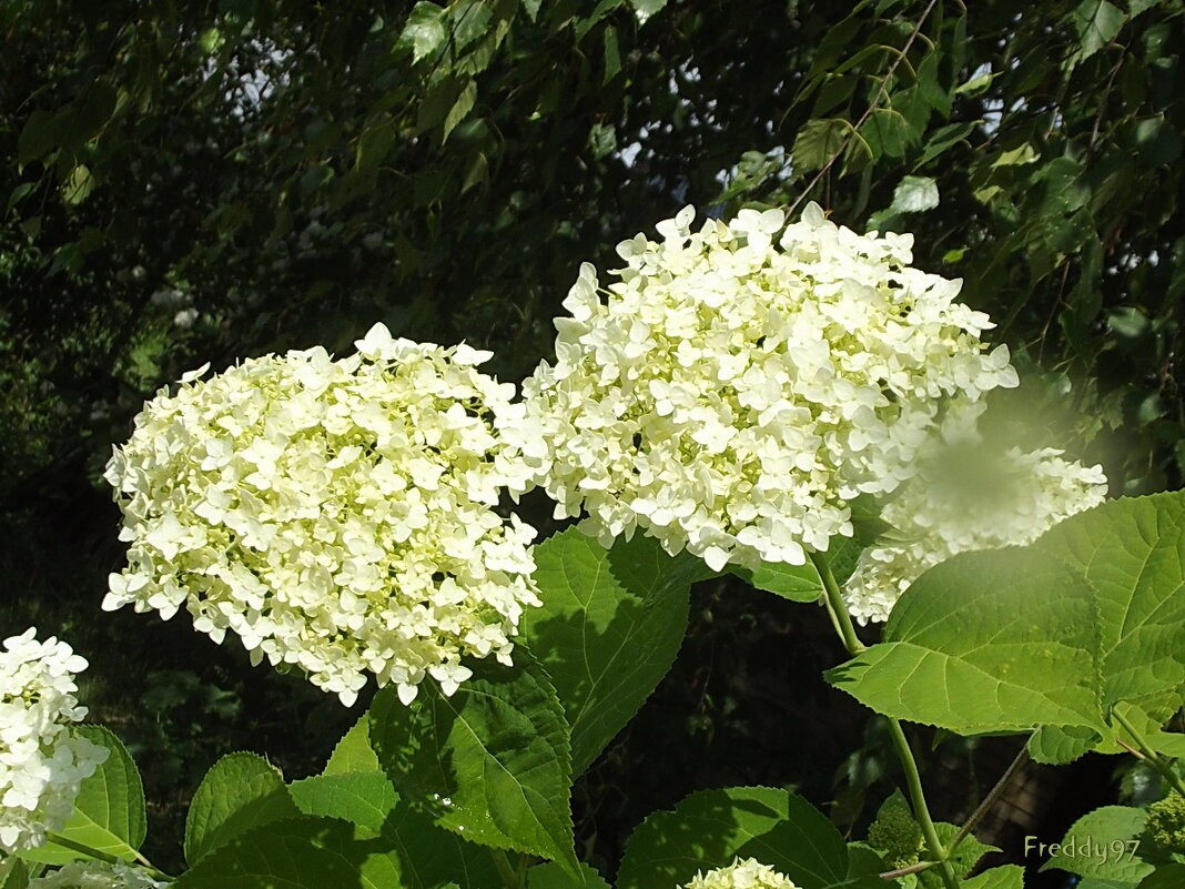Гортензия - Freddy 97