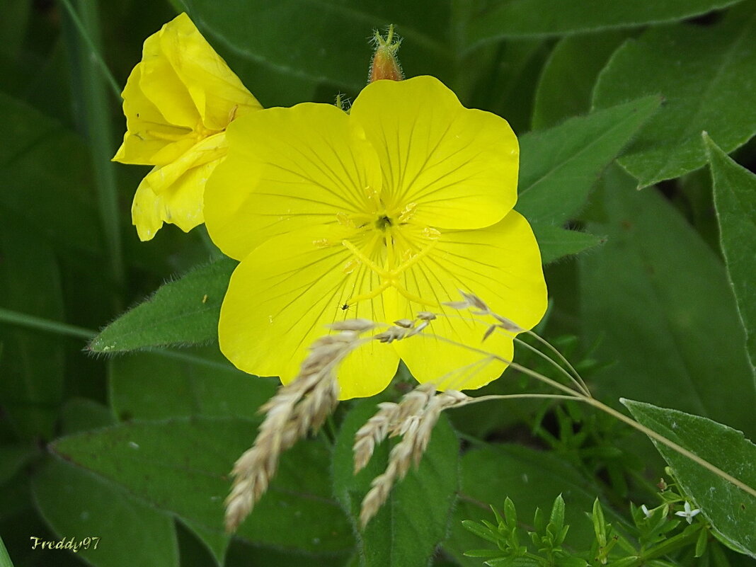 Энотера - Freddy 97