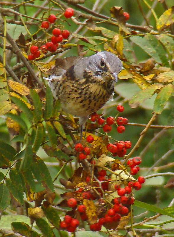 рябинник - gawrilа - dan