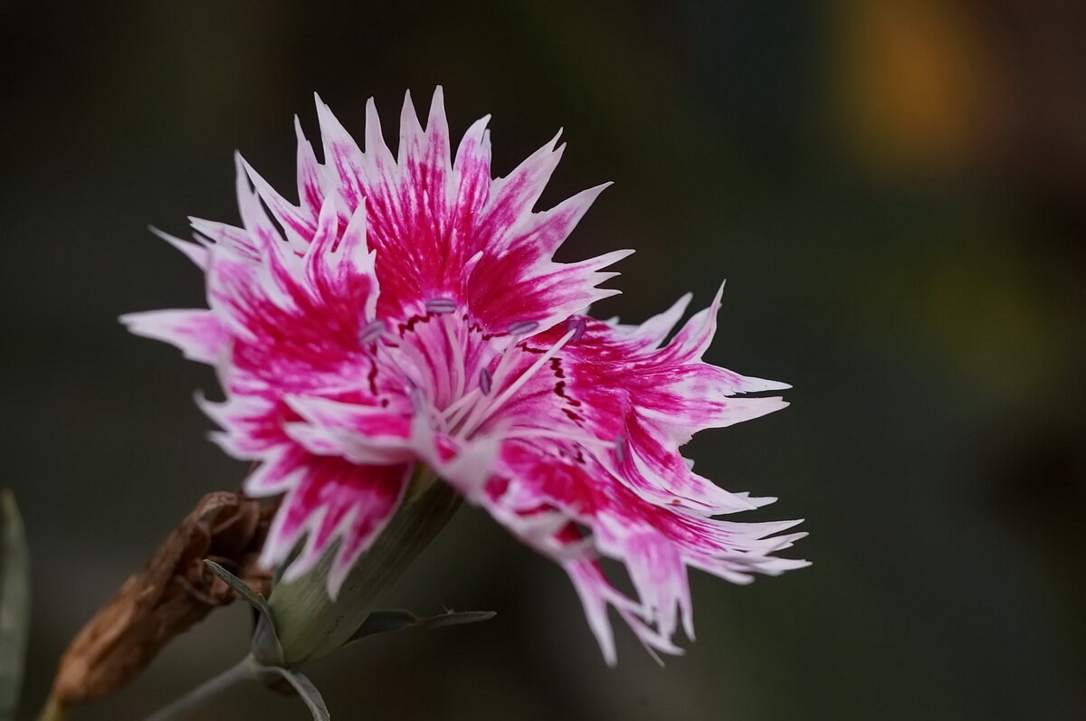 Цветы Осени... - Николай Саржанов Цветы Осени... - Николай Саржанов