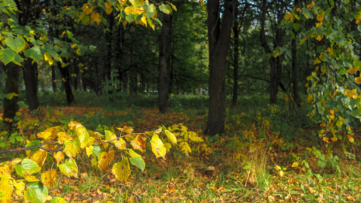 Осенние - юрий поляков