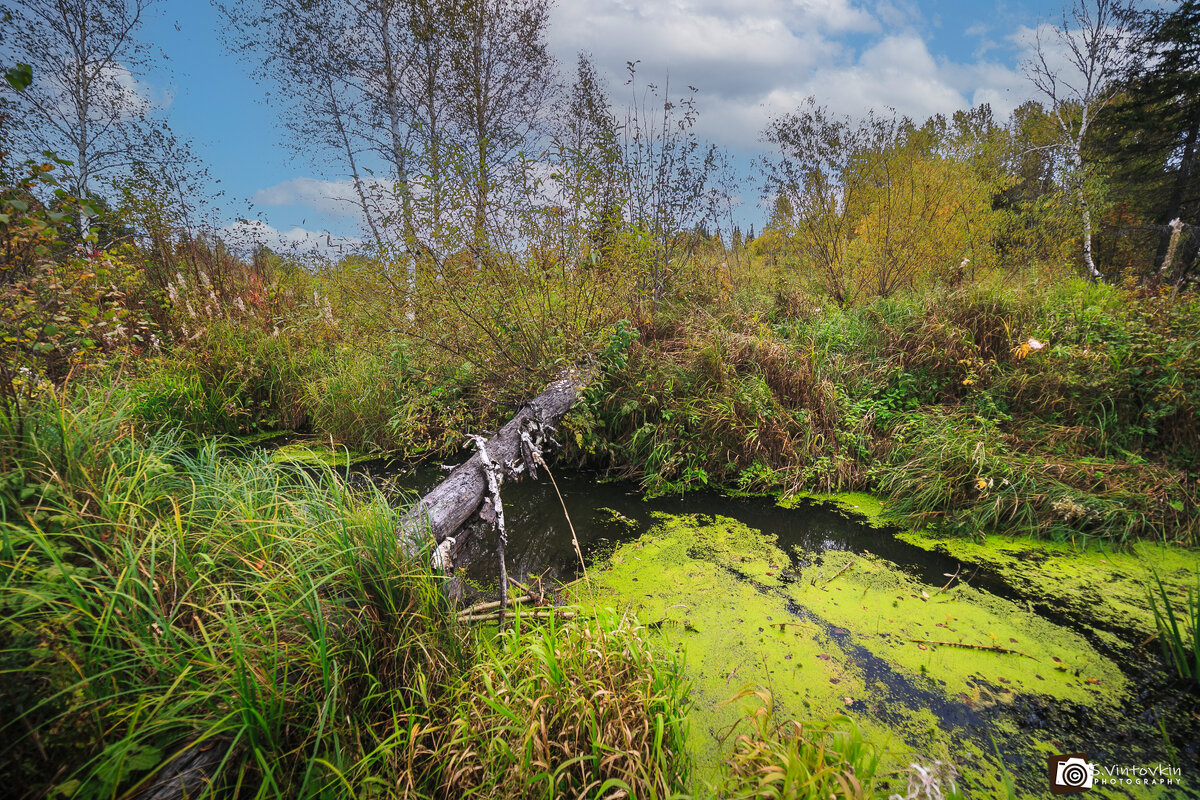 Бобриный Лог - Сергей Винтовкин