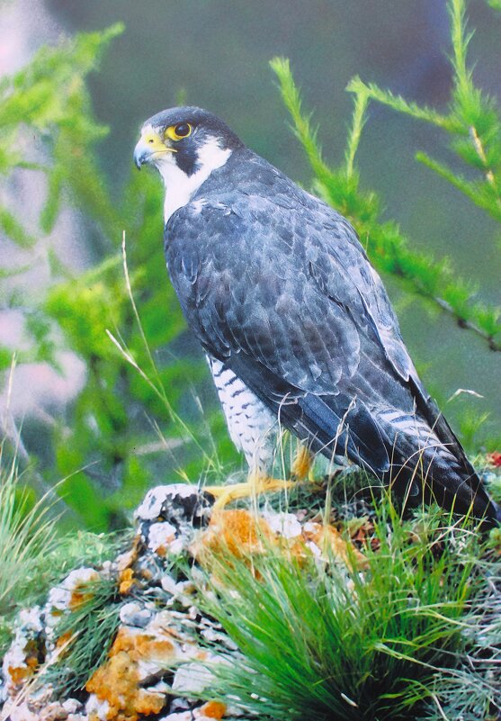 Сапсан - Василий 