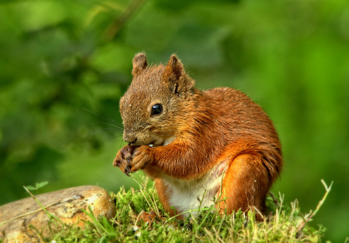 Хозяюшка - Вячеслав Минаев