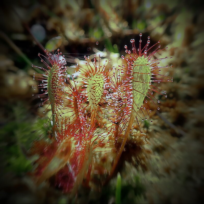 Подрастающие  на Плавучем... - Владимир Шошин