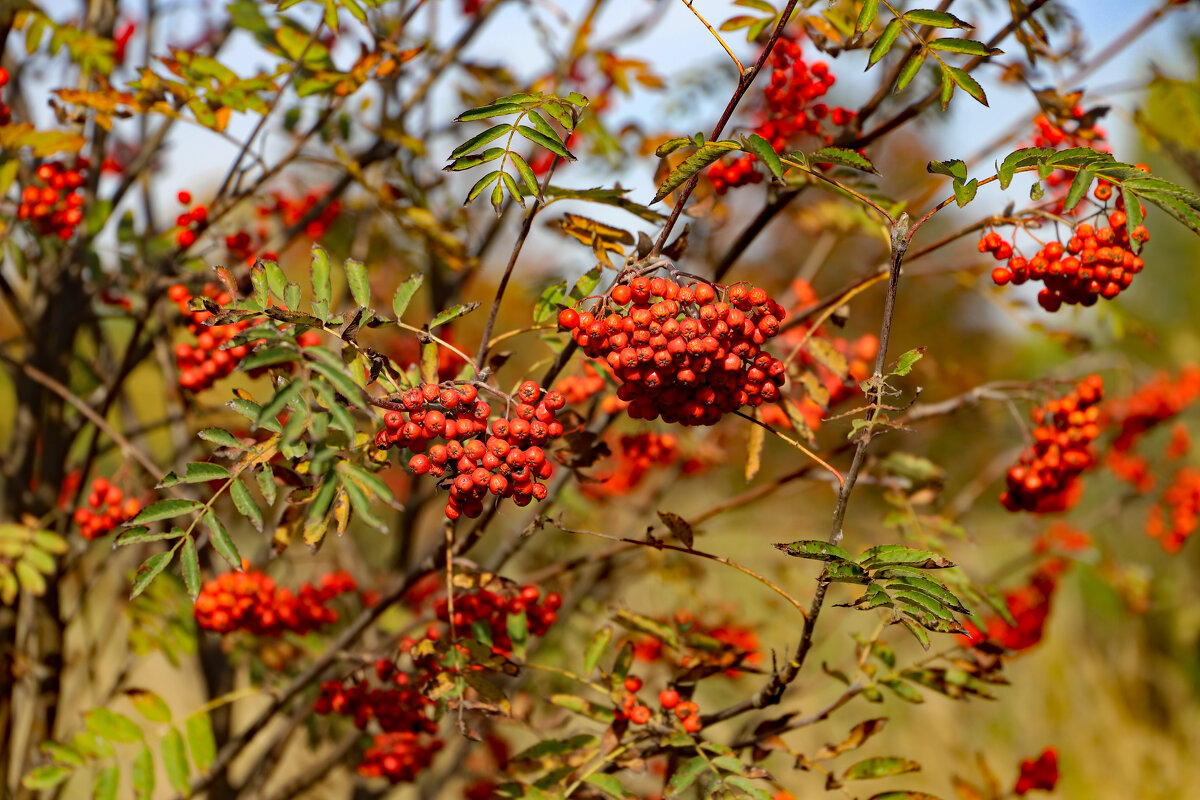 Рябина - краснов юрий 