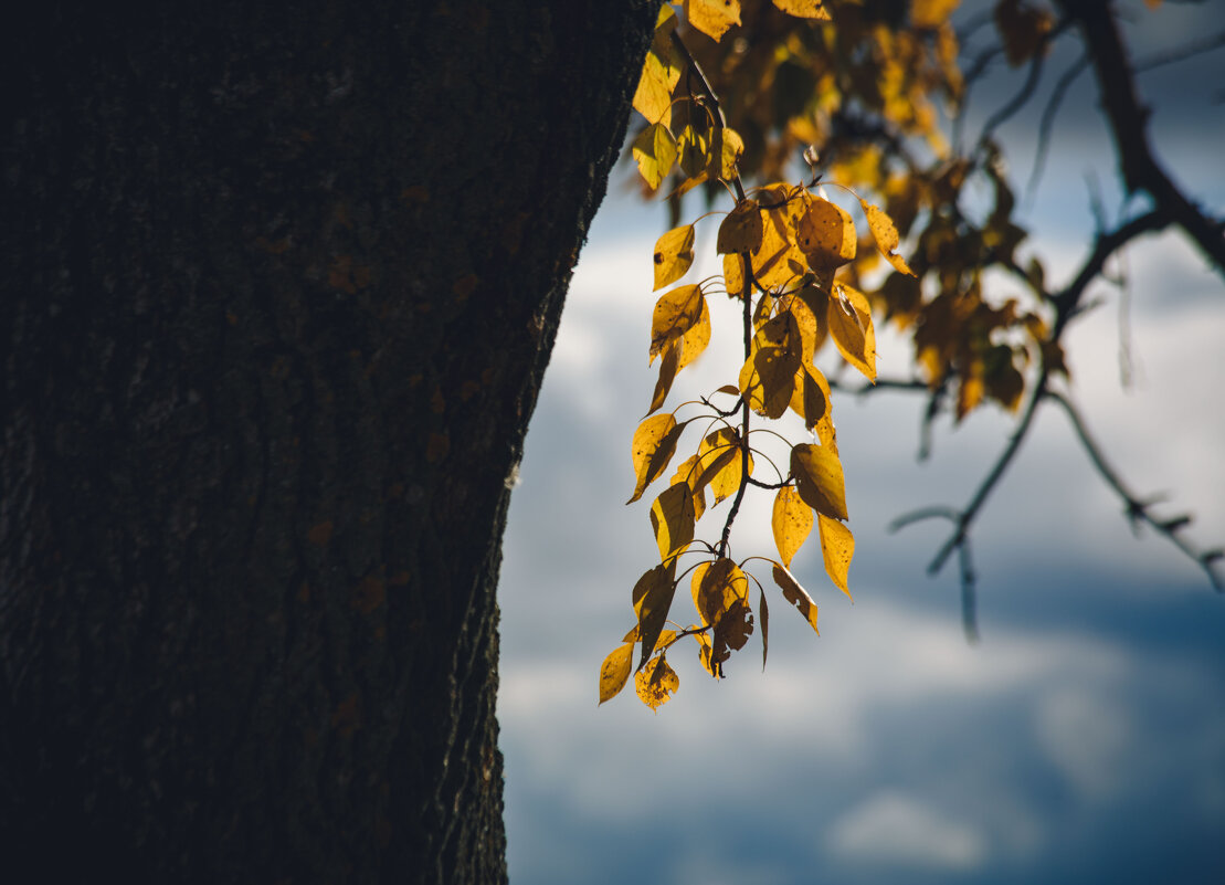 Осень. Гуляя по Суздалю - Вячеслав Владимирович