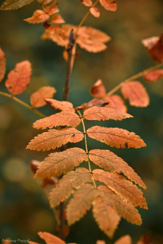 Ветка с букашкой) - Александр Морозов