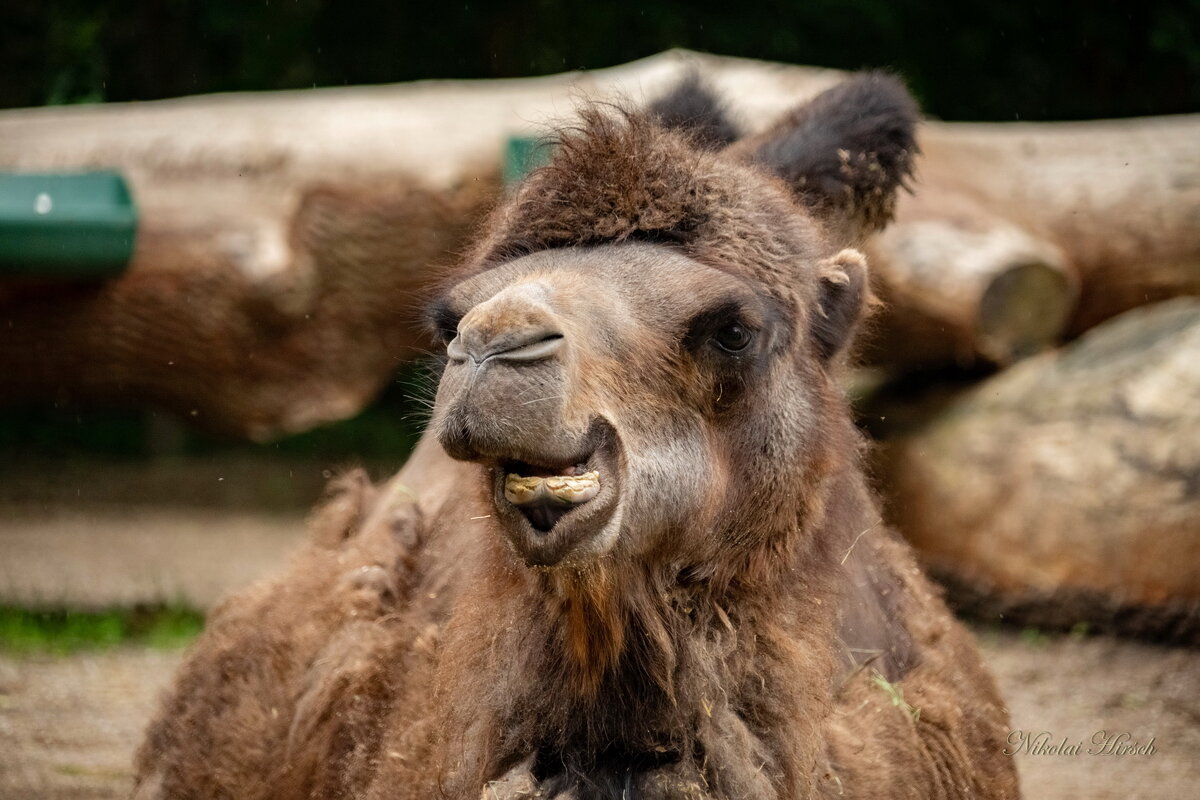 Пожуём и поедем... - Николай Гирш