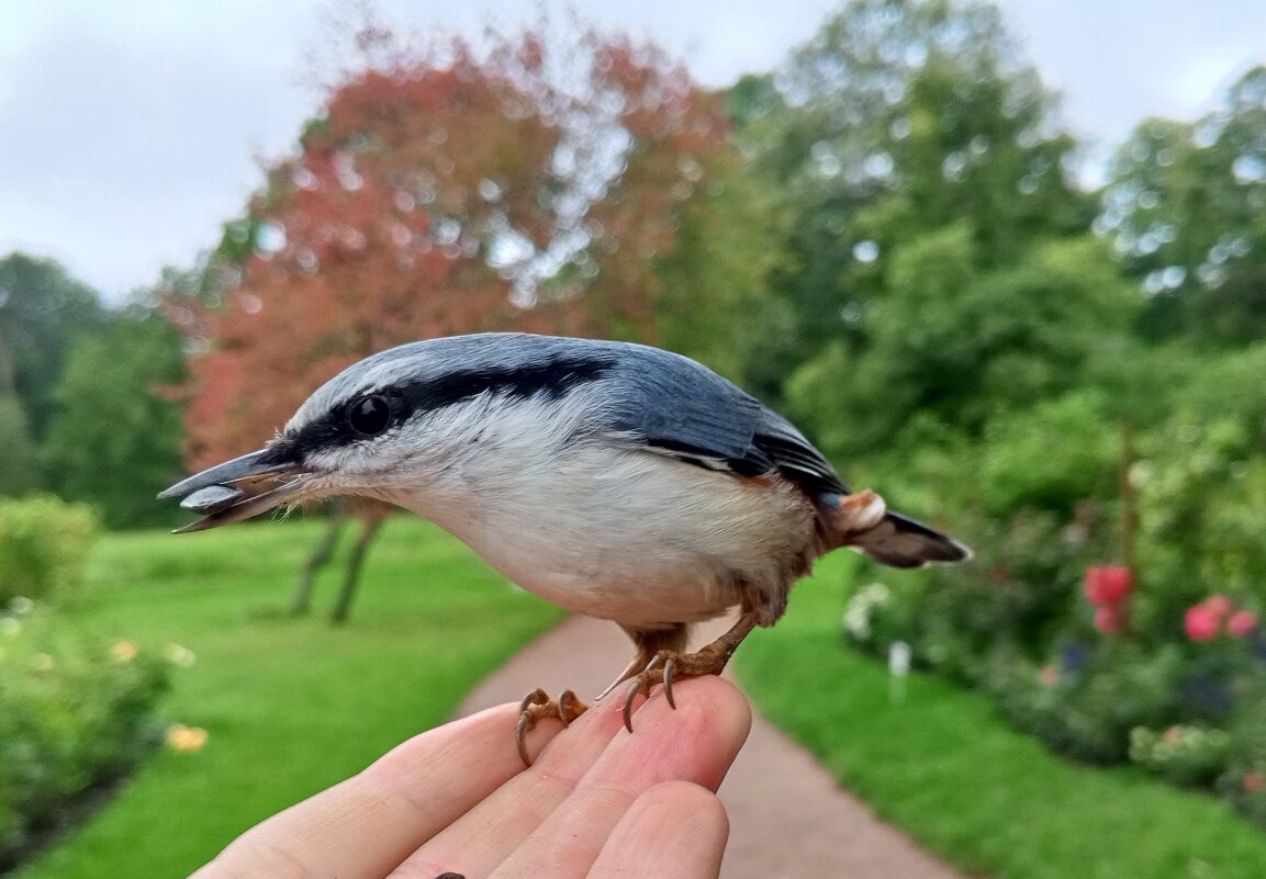 Поползень - Сапсан 