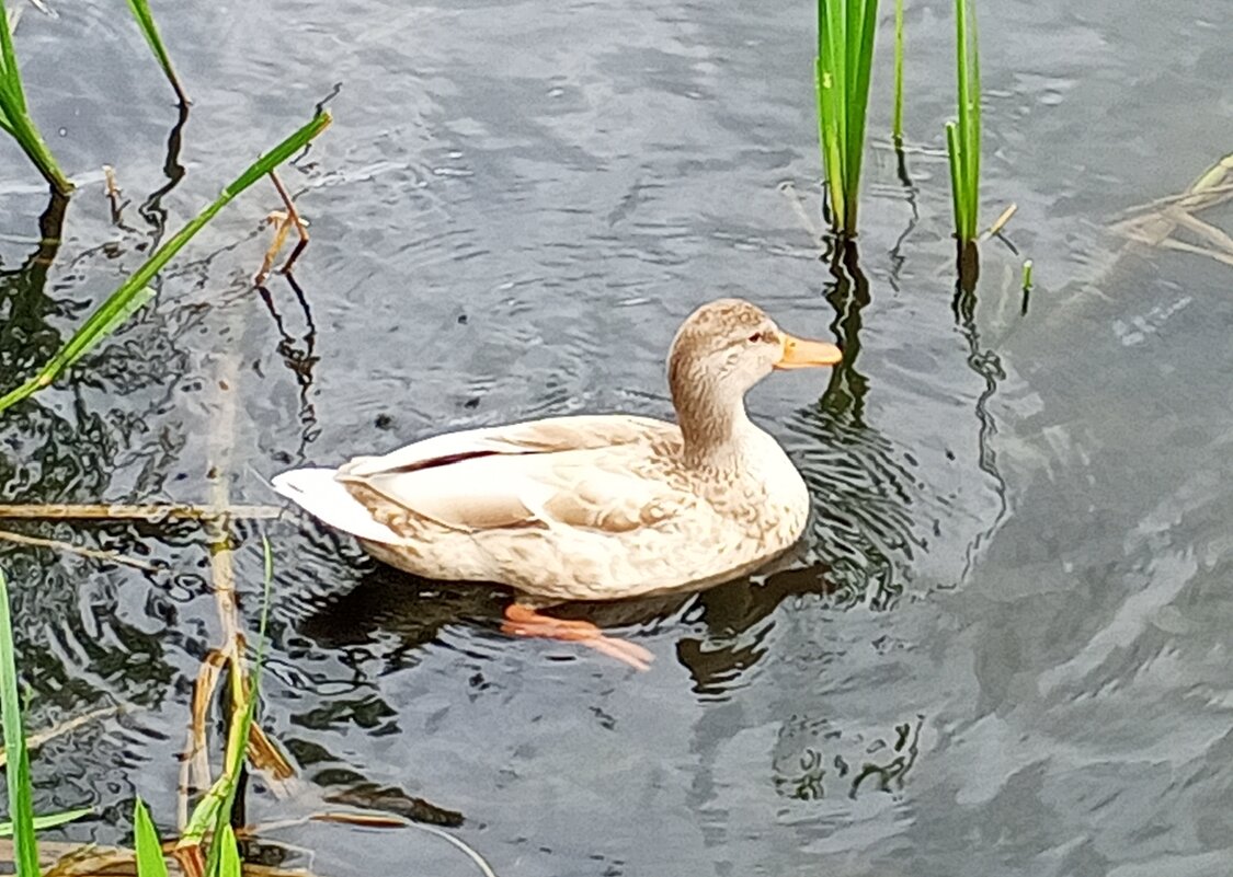 Утка - Сапсан 