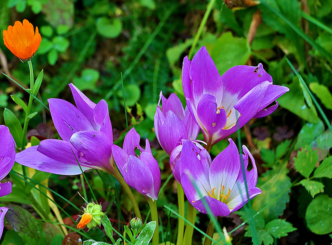 Осенние крокусы (безвременник) - Светлана Осенние крокусы (безвременник) - Светлана