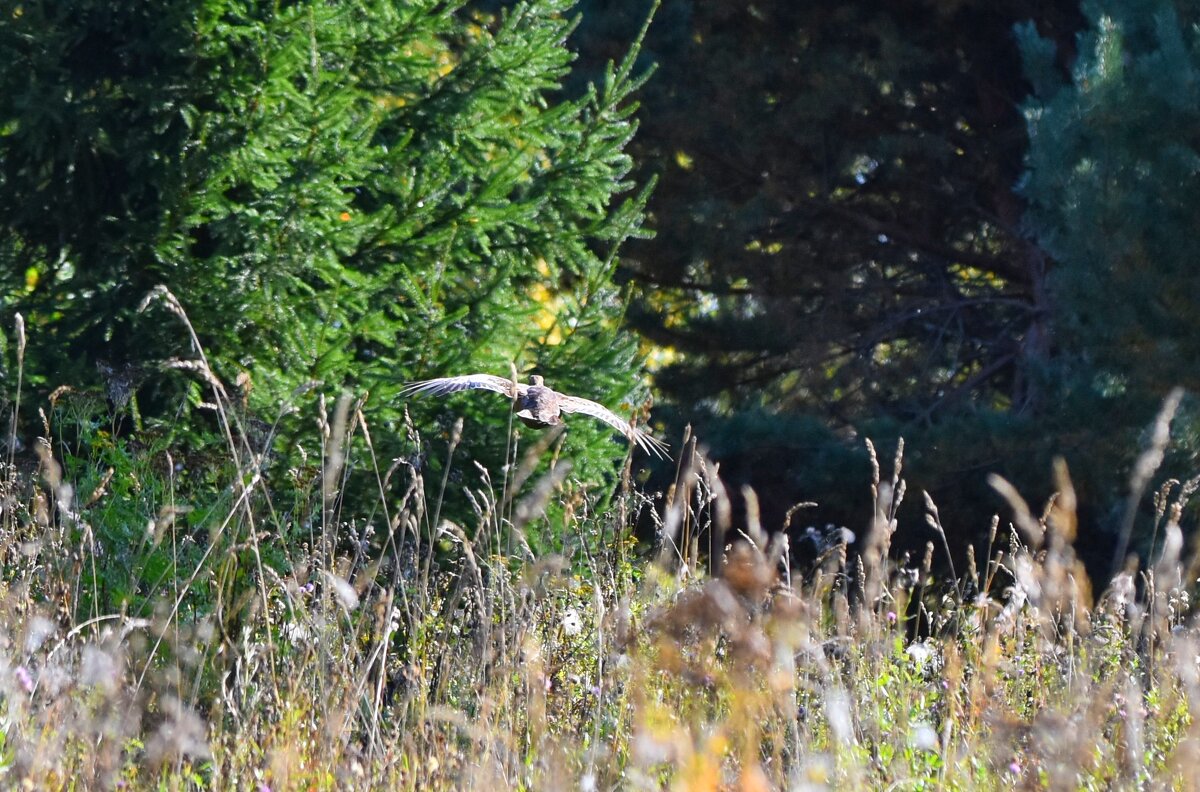 тетёрка упорхнула - vg154 тетёрка упорхнула - vg154