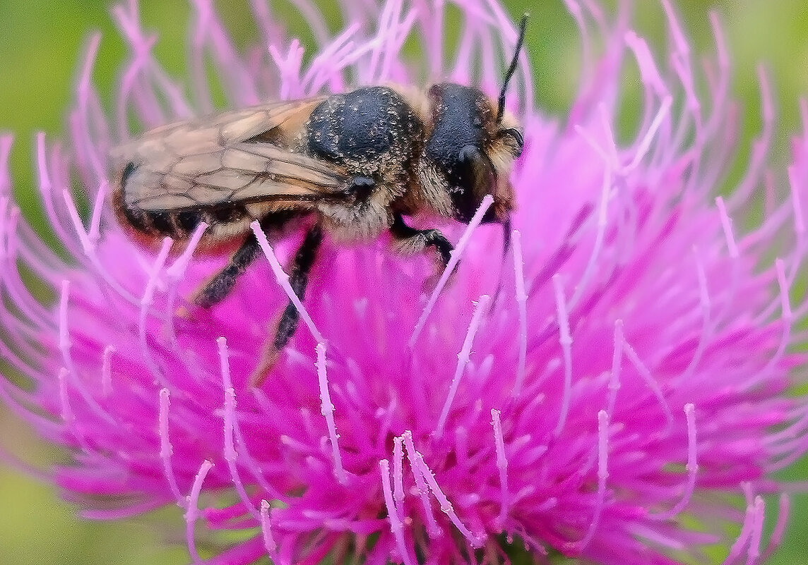 Бабье лето! - Валентина  Нефёдова 