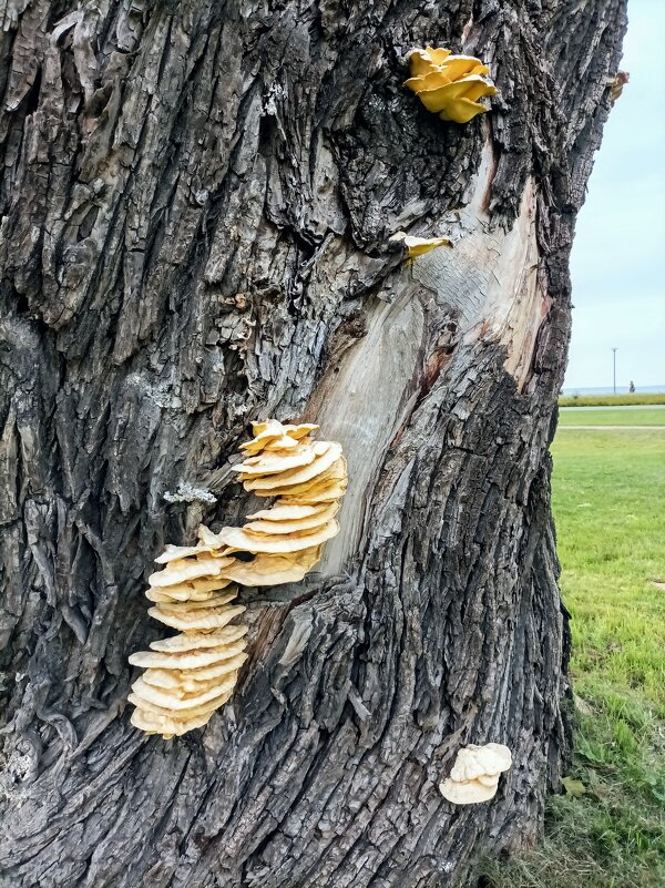 На другой стороне пня) - Veera V
