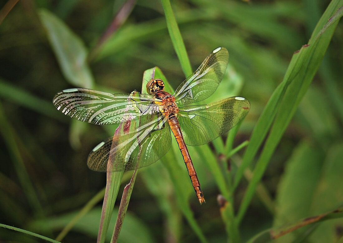 про стрекозу... и хрустальные крылья... - Ирина С