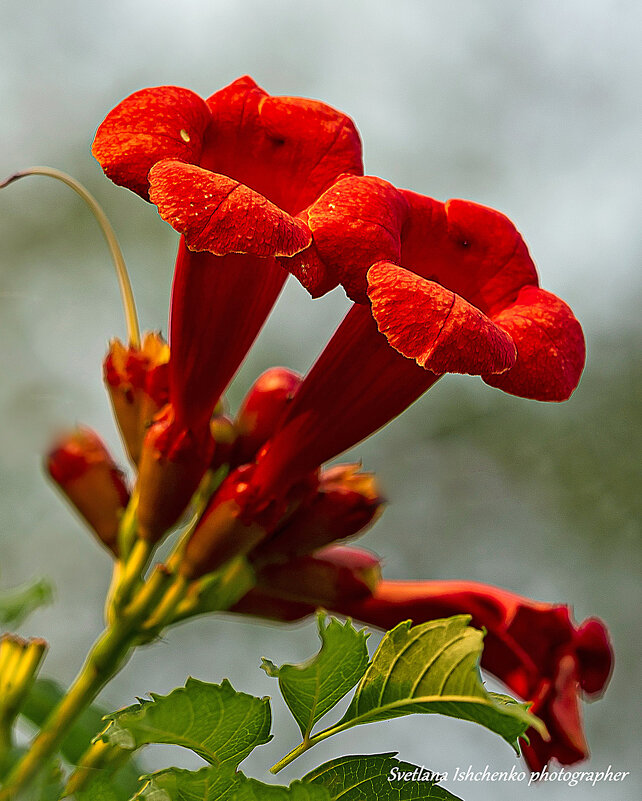 Кампсис - Светлана Ищенко