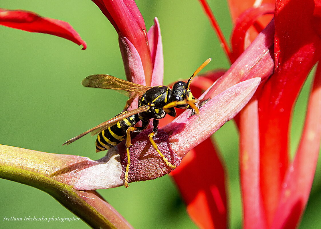 Европейская бумажная оса - Светлана Ищенко