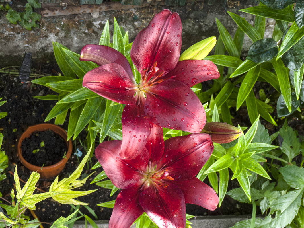 Наши лилии - Валентин Семчишин