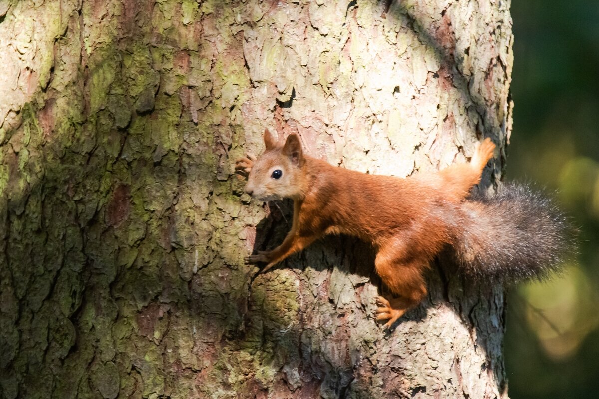 Белочка. - Виктор Евстратов