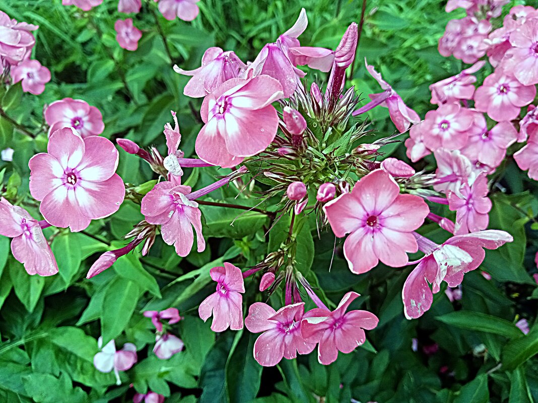 Цветы. - Владимир Драгунский