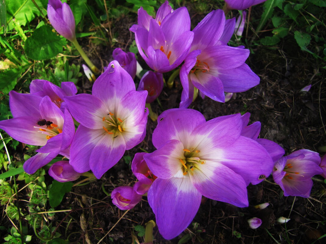Осенние красавцы - Людмила Смородинская