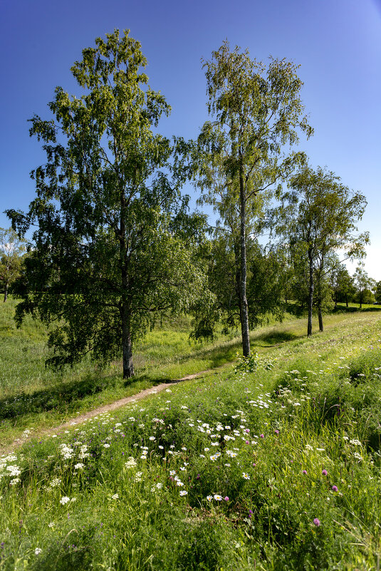 Тропинка узенькая вьётся... - Александр Силинский Тропинка узенькая вьётся... - Александр Силинский